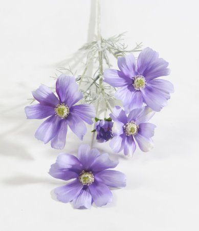 Ветка космеи сиреневая