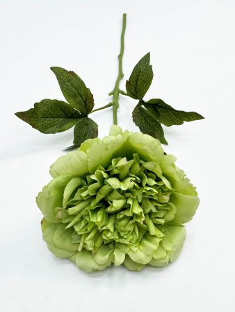 Пион "Облако нежности" зелёный