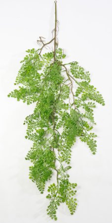 картинка Адиантум ампельный от магазина KALINA