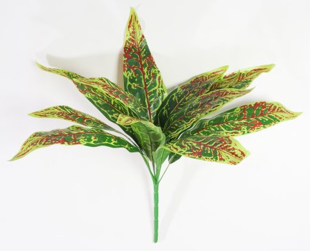 картинка Аглаонема с красной жилкой от магазина KALINA