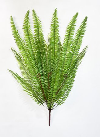 картинка Нефролепис 2 средний от магазина KALINA