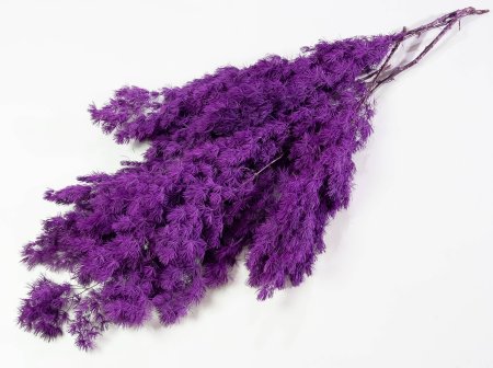 Аспарагус стабилизированный