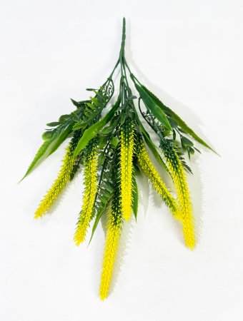 Хвощ 6 веток