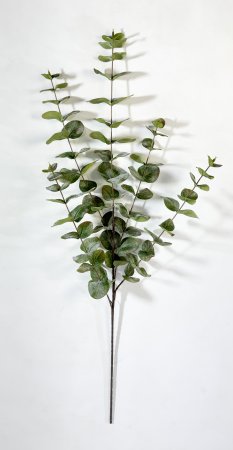 картинка Эвкалипт 5 веток от магазина KALINA