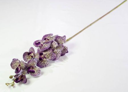 Ветка орхидеи 31