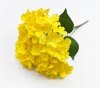 Гортензия "Солнечный блик" 5 цветков