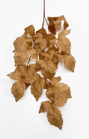 Ветка малины коричневая