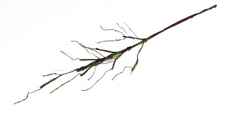 Ветка во мху