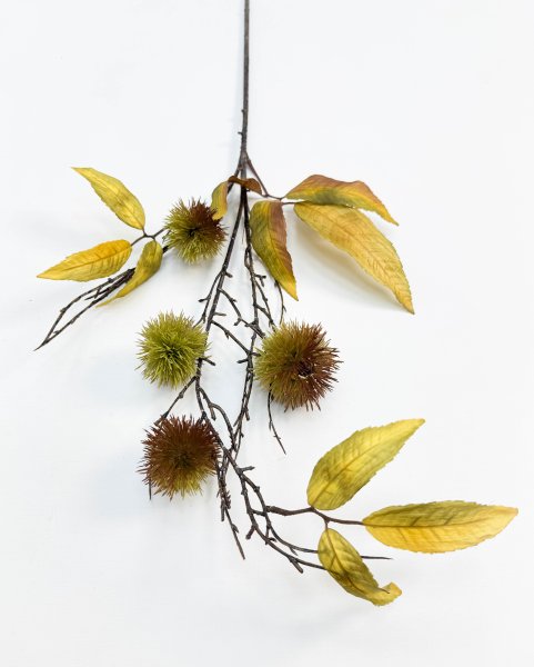 Ветка каштана