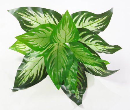 картинка Аглаонема "Трио" от магазина KALINA