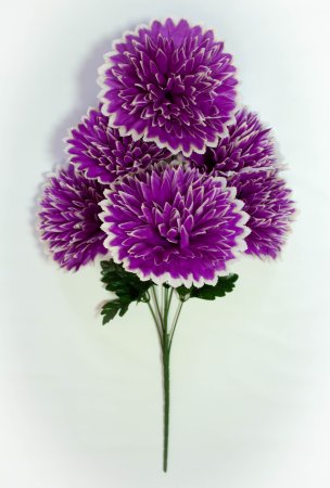 Букет астры " Седая" 7 веток 7 цветков