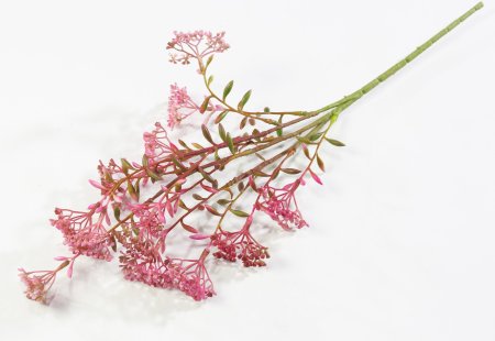 Ветка Велерианы розовая