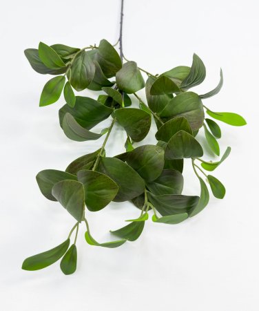 картинка Фикус Моклэйм (Мокламе) от магазина KALINA