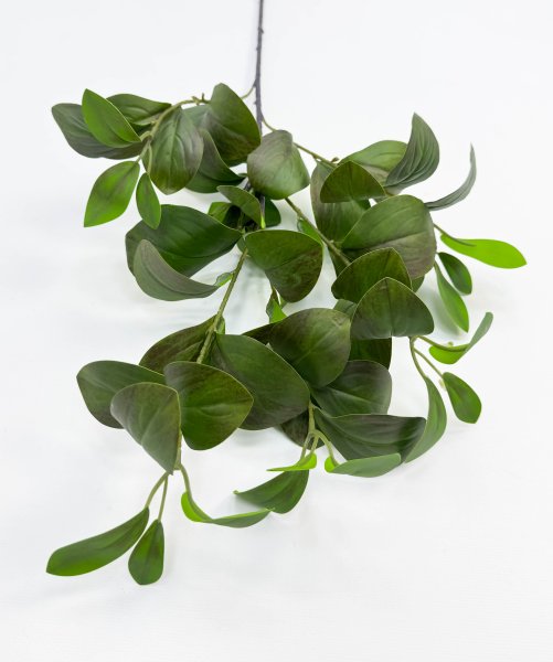 картинка Фикус Моклэйм (Мокламе) от магазина KALINA