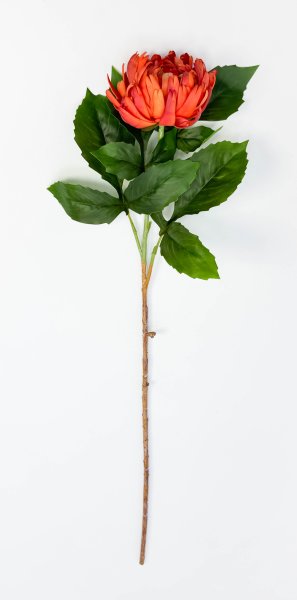 Хризантема оранжевая