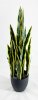 Сансевиерия со светло-желтой каймой в кашпо 80 см