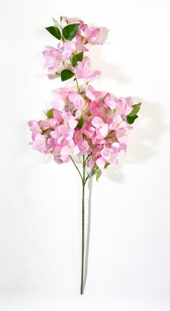 Бугенвиллея светло-розовая