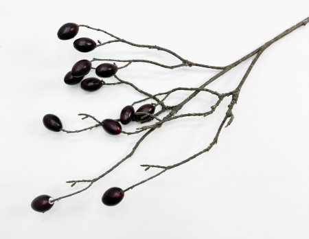 Ветка оливы с темно-бордовыми плодами