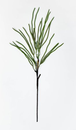 картинка Селеницереус веркли от магазина KALINA