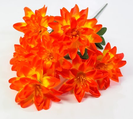 Георгин "Вилена" 7 цветков