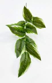 картинка Аглаонема комнатная высокая  от магазина KALINA