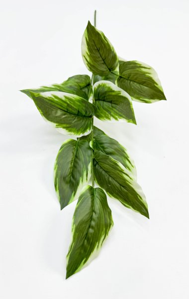 картинка Аглаонема комнатная высокая  от магазина KALINA