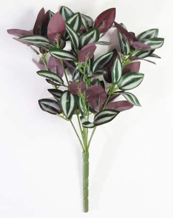 картинка Традесканция зебрина от магазина KALINA