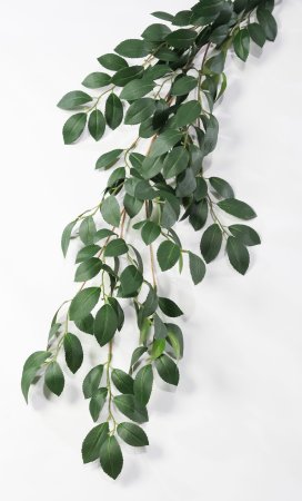 картинка Лиана с резным листом от магазина KALINA