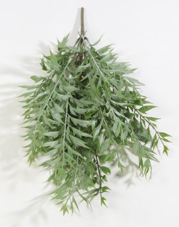 картинка Гревиллея от магазина KALINA