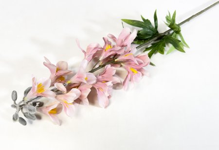 Дельфиниум с крупными соцветиями пюсовый