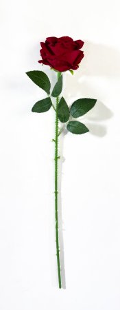 Роза с шипами "Лукерья"