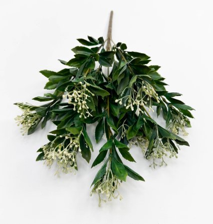 Каланхоэ белый