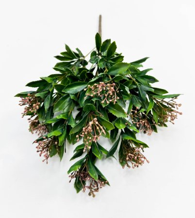 Каланхоэ розовый