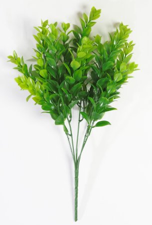 картинка Ветка рускуса от магазина KALINA