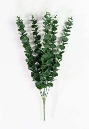 картинка Ветка эвкалипта от магазина KALINA