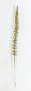 Колос одиночный золото