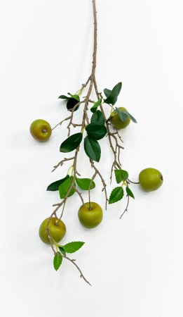Ветка зеленой ранетки 5 плодов