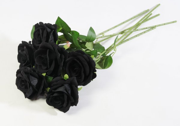 Роза "Полночь"