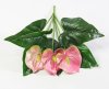 Антуриум Дикий арбуз 3 цветка