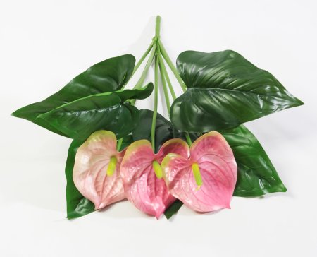 Антуриум Дикий арбуз 3 цветка