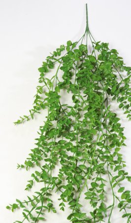 картинка Эвкалипт ампельный "Лето" от магазина KALINA