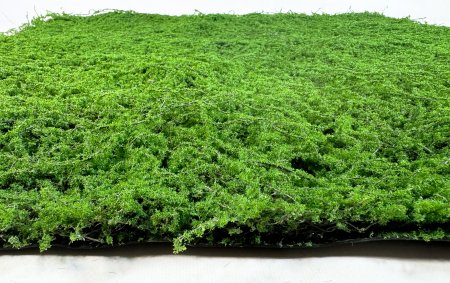 картинка Газон Сфагнум мох от магазина KALINA