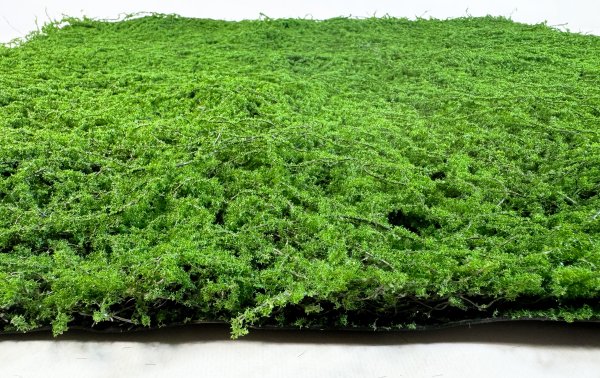 картинка Газон Сфагнум мох от магазина KALINA