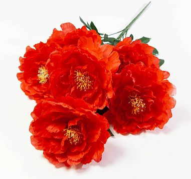 Пион "Дракон" 6 цветков от магазина KALINA являющийся официальным дистрибьютором в России 
