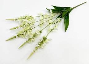 Шалфей дубравный белый 5 соцветий