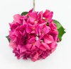 Гортензия «Малиновый сорбет» 