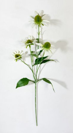 Эхинацея белая