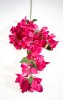 Бугенвиллея малиновая