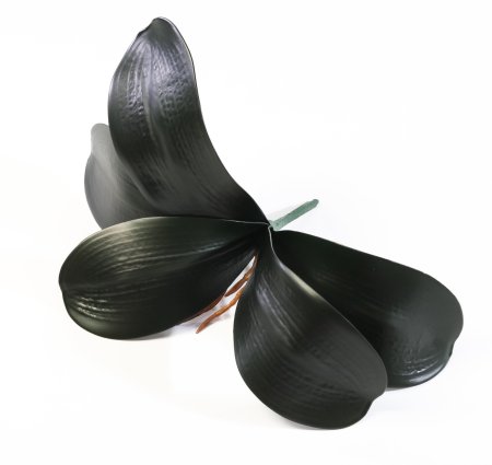 картинка Лист орхидеи темный от магазина KALINA