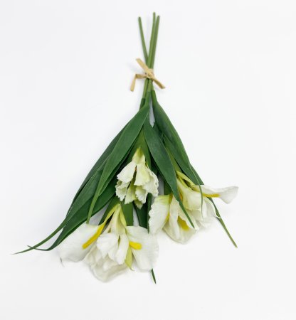 Ирисы срез белые